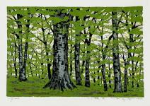 Beech Forest II by Fumio Fujita