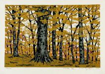 Beech Forest - Autumn by Fumio Fujita